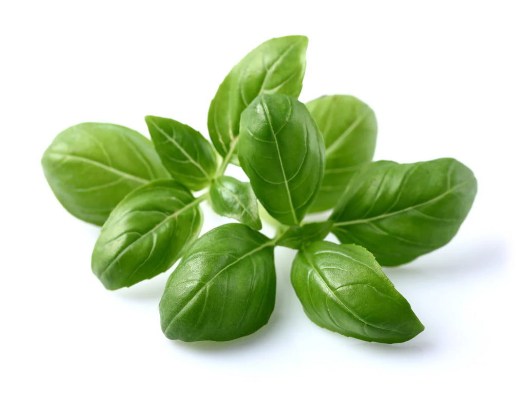 Click & Grow Seeds Basil