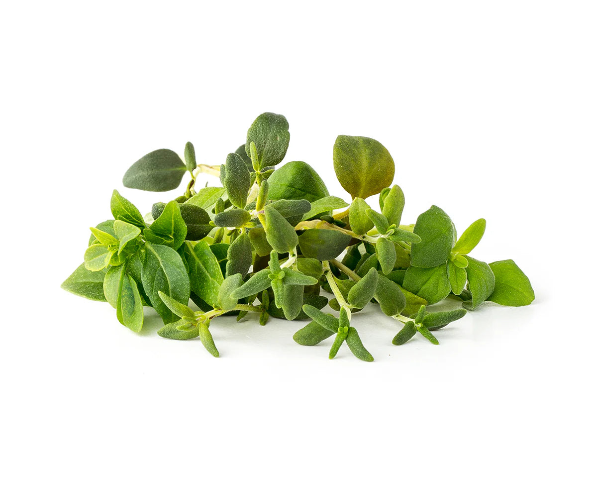 Click & Grow Seeds Italian Herb Mix 9 Pack
