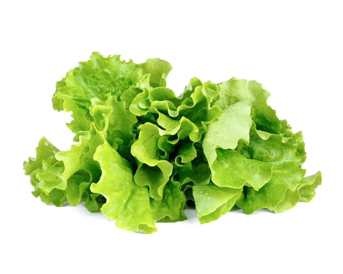 Click & Grow Seeds Green Lettuce