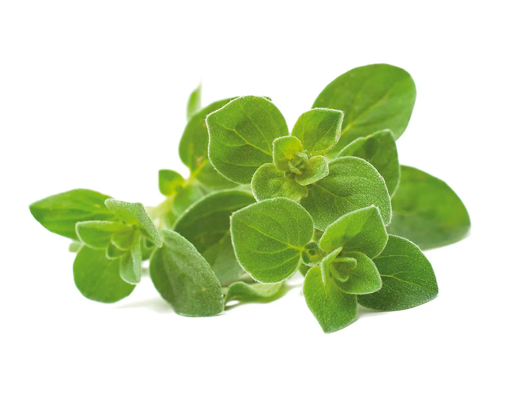 Click & Grow Seeds Oregano