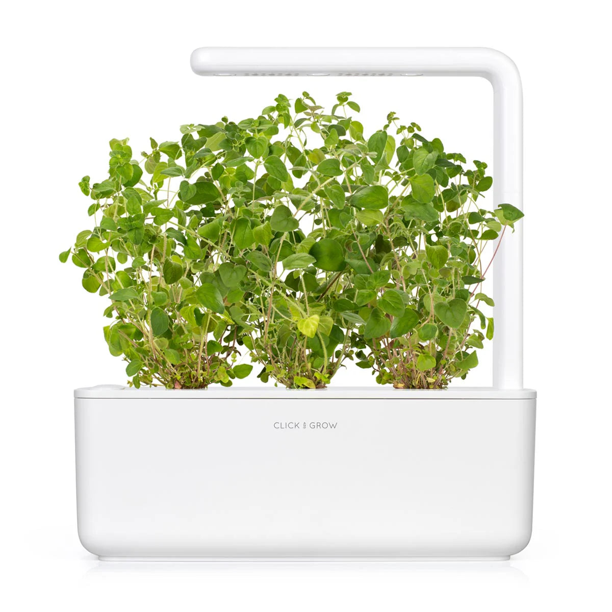 Click & Grow Seeds Oregano